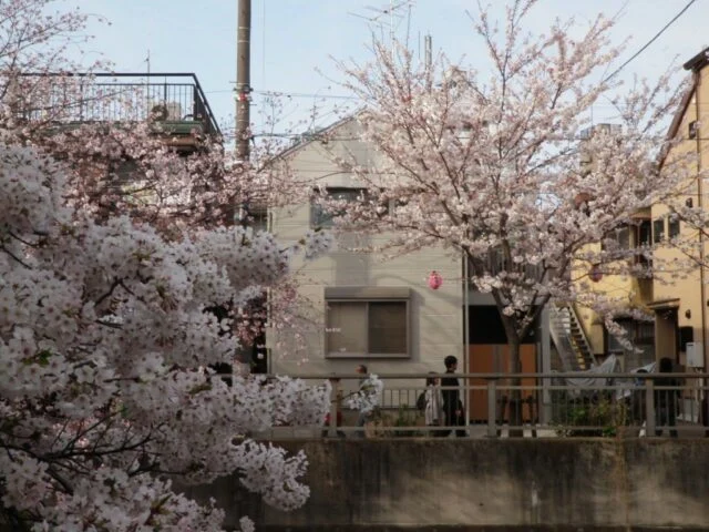 桜並木の絶景を満喫できる2階ダイニングキッチンが一家団欒の場