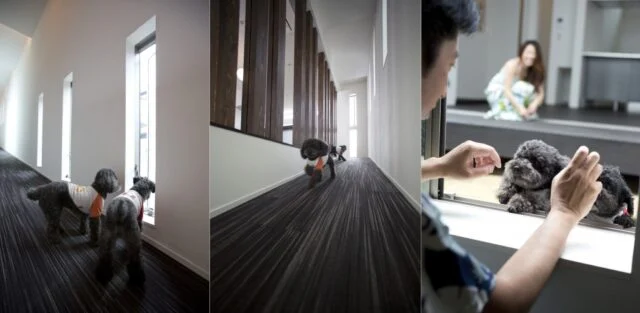 30m超の長いスロープがドッグランに！人も犬も自由に過ごせる