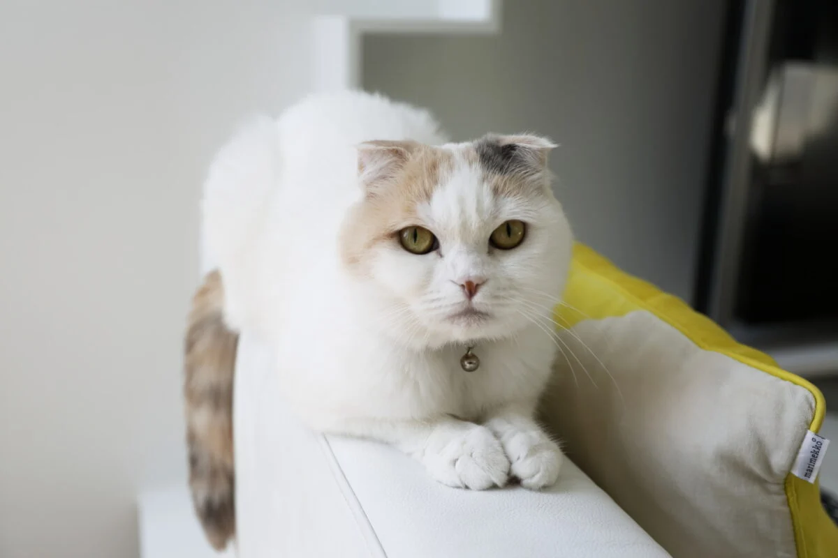 2匹の愛猫が快適に暮らせることも、Ｓ邸の家づくりの大切なテーマの１つとなった