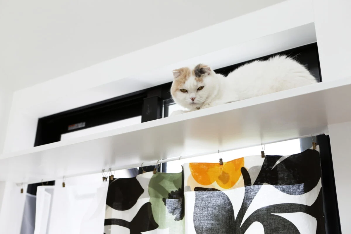 ＬＤＫのキャットウォークでくつろぐ愛猫。家の中にいてもストレスがたまらない