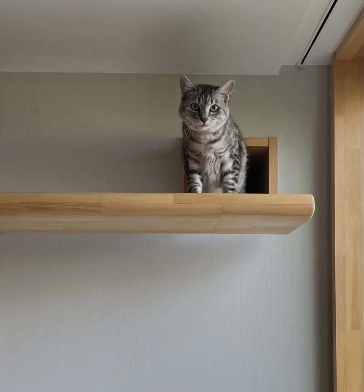 LDK上部のキャットウォーク沿いには、和室側と行き来できる猫穴がある