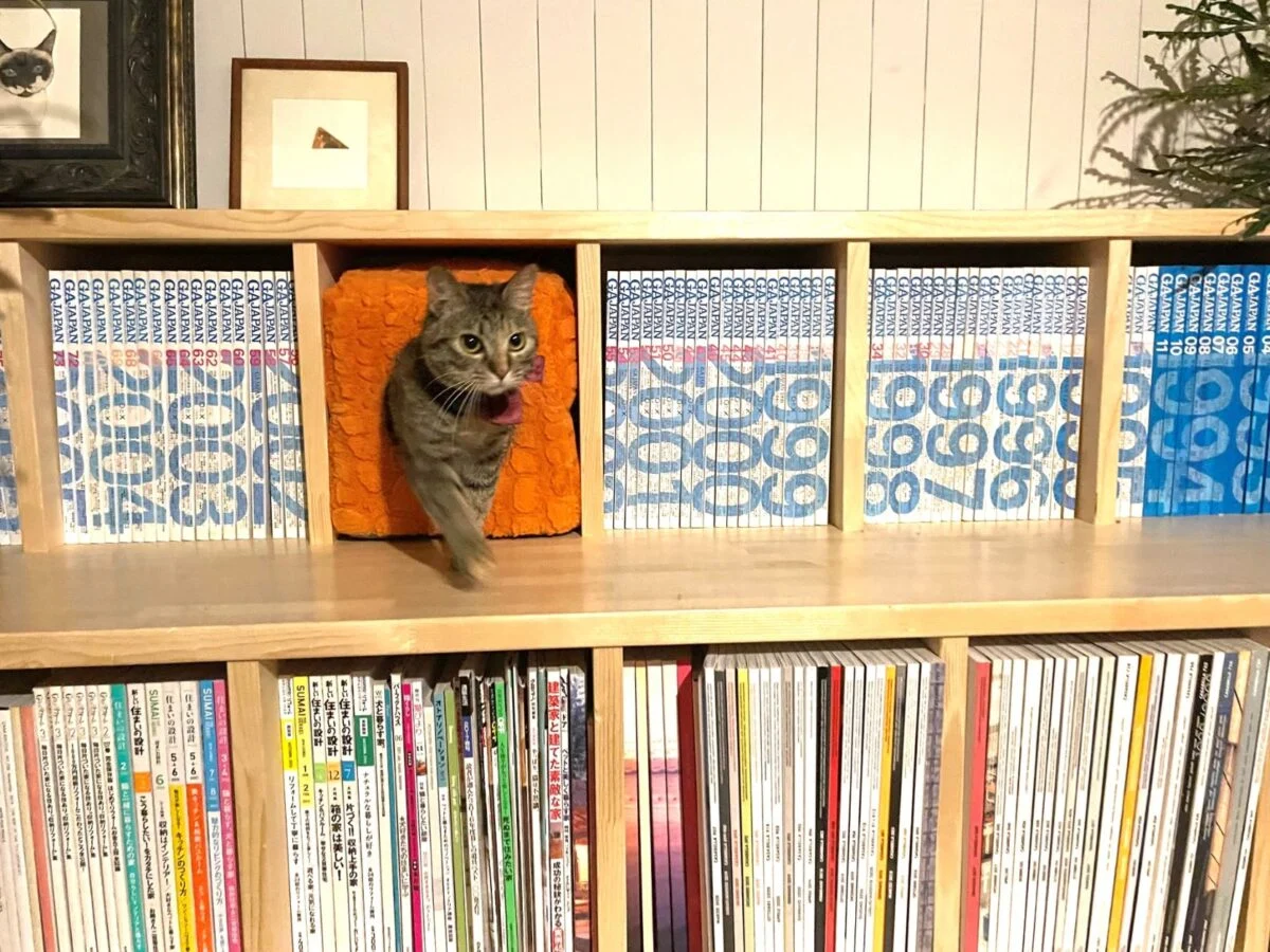 階段状の本棚は「猫大階段」。アトリエの応接室にある猫ロフトへのぼっていく猫のための動線だ。廣瀬さんによると、猫同士がケンカする要因は「資源の奪い合い」なのだそう。猫大階段は幅広のスペースなので、2匹の猫がすれ違いざまにパンチするといった事件回避に役立つ