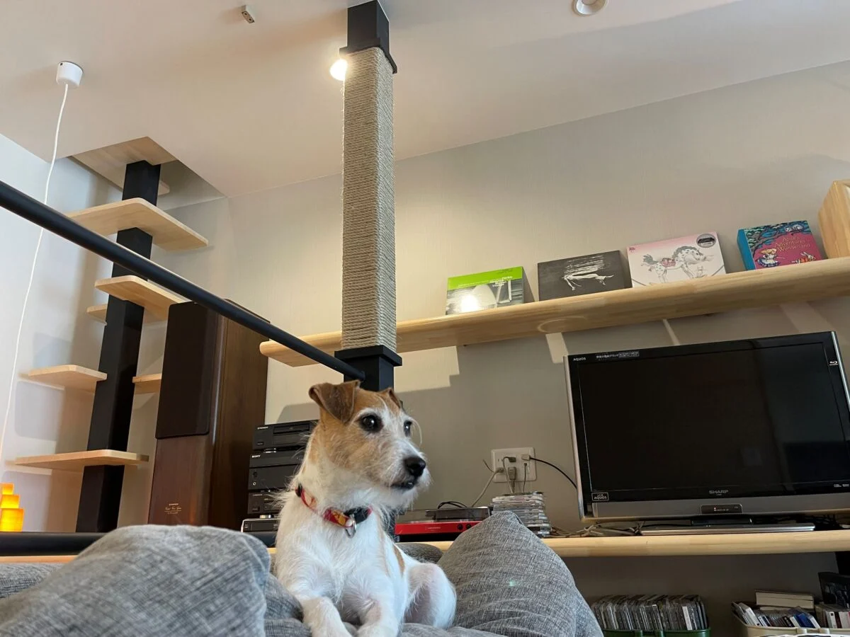 1階LDKは愛犬のくつろぎスペース。ソファの背もたれの上が特にお気に入り。廣瀬さんは犬の立ち入り禁止ゾーンを明確に決めてドッグフェンスで「通せんぼ」し、それ以外の場所では自由に過ごさせている