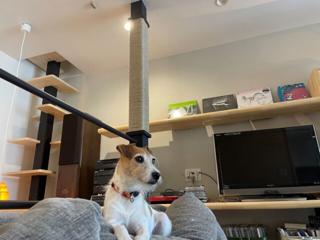 1階LDKは愛犬のくつろぎスペース。ソファの背もたれの上が特にお気に入り。廣瀬さんは犬の立ち入り禁止ゾーンを明確に決めてドッグフェンスで「通せんぼ」し、それ以外の場所では自由に過ごさせている