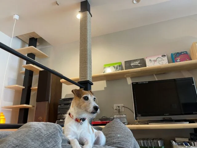 1階LDKは愛犬のくつろぎスペース。ソファの背もたれの上が特にお気に入り。廣瀬さんは犬の立ち入り禁止ゾーンを明確に決めてドッグフェンスで「通せんぼ」し、それ以外の場所では自由に過ごさせている