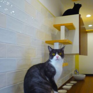 猫ダイニングの猫ステップ最上部には、2階へ行ける猫穴がある（写真の黒猫は2階へ行こうとしている）
