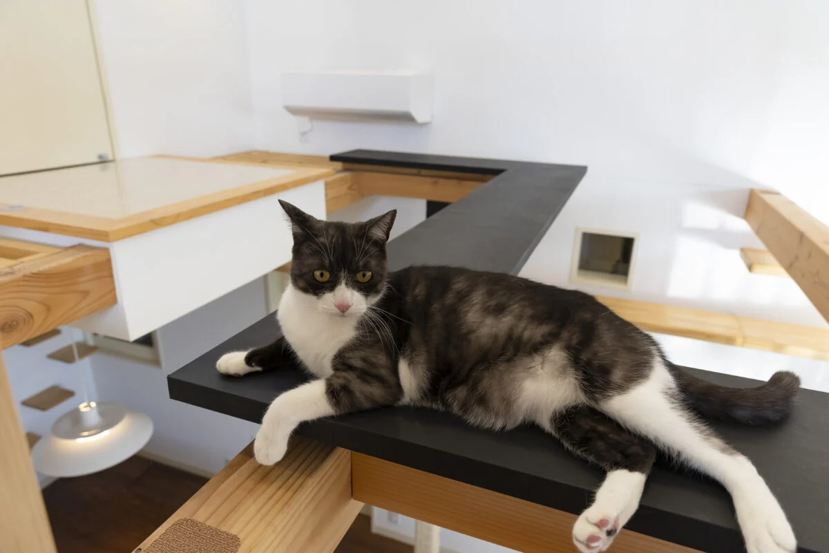 吹抜けに配されたキャットウォークでくつろぐ猫。猫的町並みを構成するノード（交差点）が豊富で、猫にとっては毎日歩いても飽きない楽しい「町」になっている

