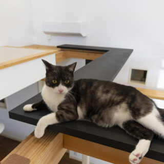 吹抜けに配されたキャットウォークでくつろぐ猫。猫的町並みを構成するノード（交差点）が豊富で、猫にとっては毎日歩いても飽きない楽しい「町」になっている
