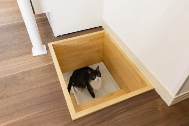 1階猫ダイニングの吊戸棚の側面には猫ステップが付いており、ステップをのぼりきった最上部からは、猫穴を介して2階へ行ける。写真は猫ステップの最上部（吊戸棚の上）に上がって猫穴を見上げる猫で、2階から撮影している
