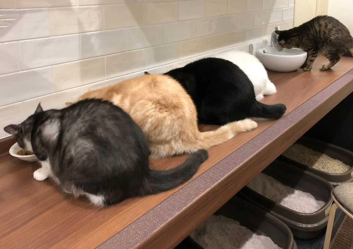 猫の食事スペースを備えた1階の猫ダイニング。ここにはいつでも新鮮な水を飲める水場やトイレがあり、猫が家の中で自分の居場所を把握するためのランドマークにもなっている。テーブル下にはトイレがあるが換気扇が設置され、臭い対策も完璧
