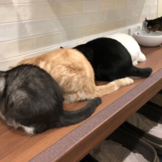 猫の食事スペースを備えた1階の猫ダイニング。ここにはいつでも新鮮な水を飲める水場やトイレがあり、猫が家の中で自分の居場所を把握するためのランドマークにもなっている。テーブル下にはトイレがあるが換気扇が設置され、臭い対策も完璧
