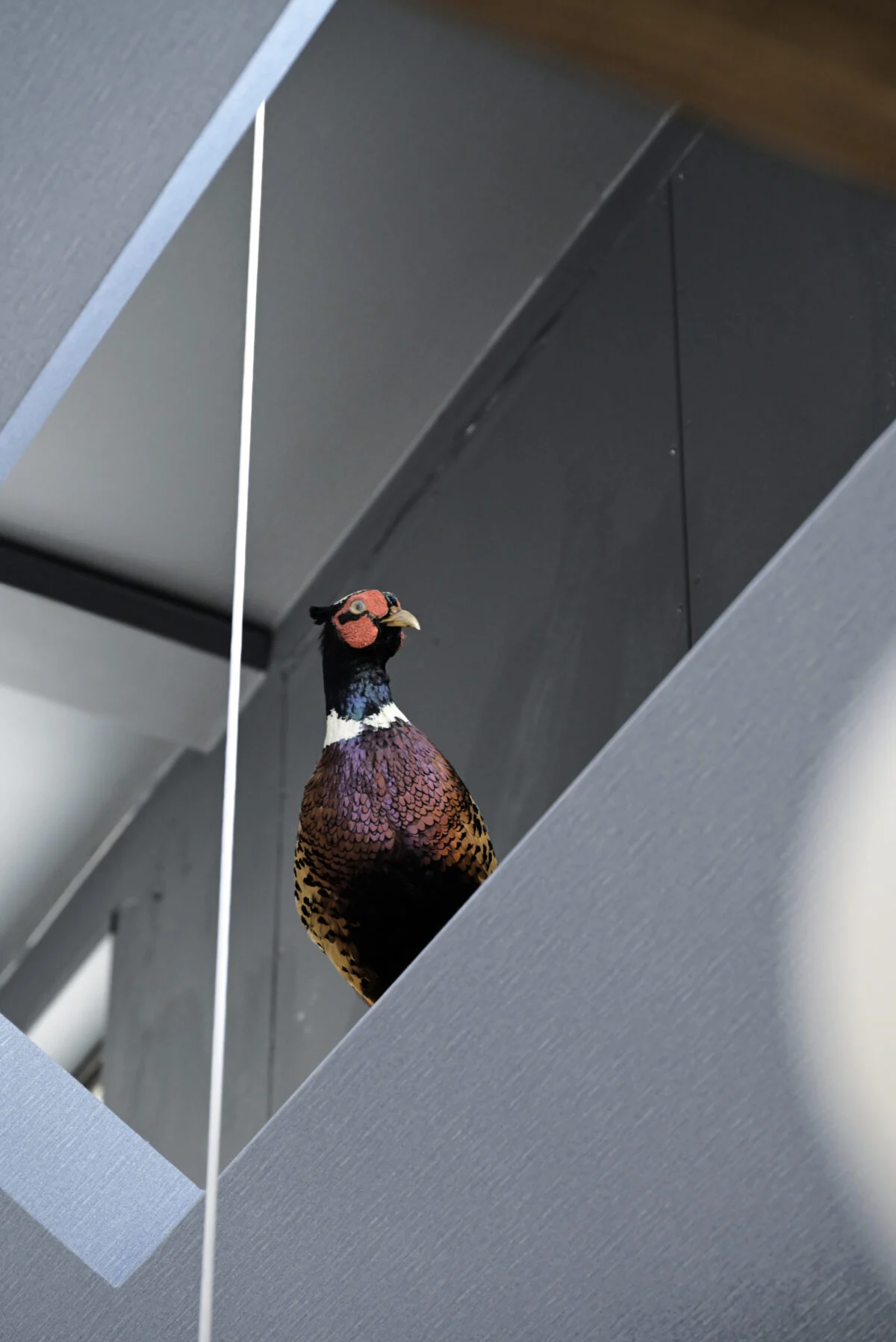 斜めの高天井の開口部には鳥のキジ。Aさまが「やひち」と呼んで親しんでいる置物だ