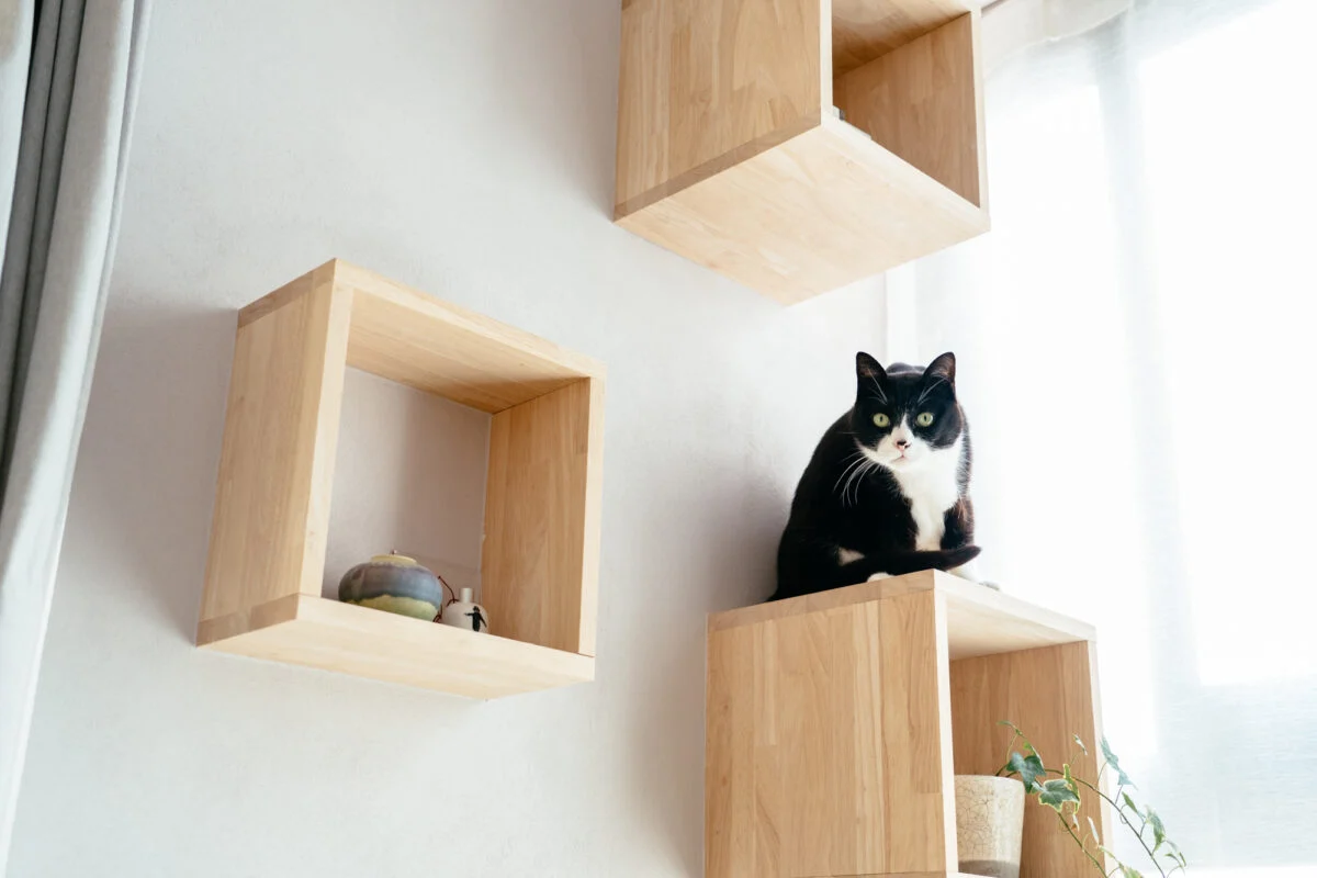 太陽光で暖められる二段目は、猫のひなたぼっこの特等席。