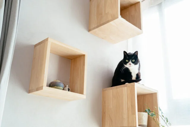 太陽光で暖められる二段目は、猫のひなたぼっこの特等席。
