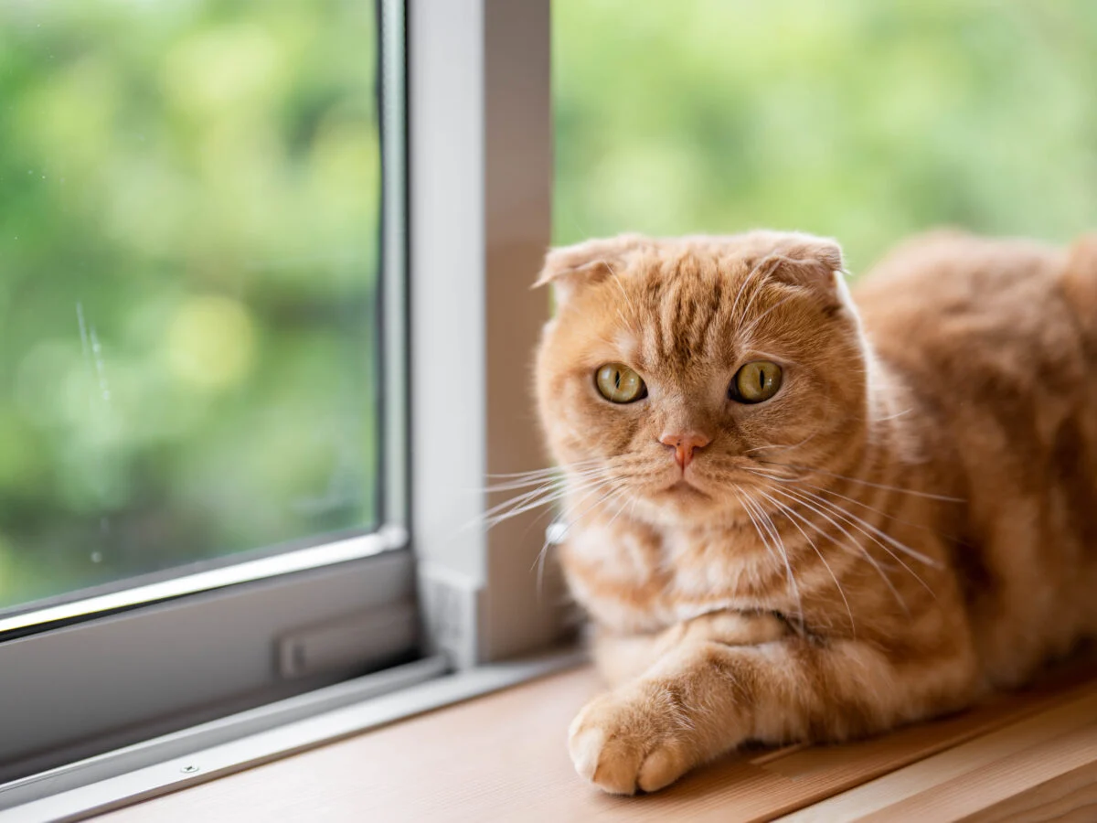 上質空間に心地よい時が流れる
猫と暮らす安らぎの平屋